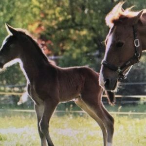 Meet your Posher, Reynaldo